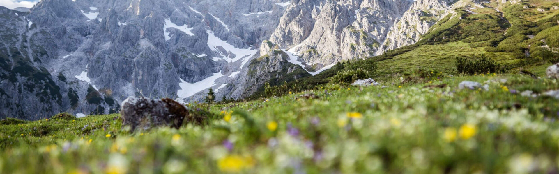 Auf den Bergen mit Blumen