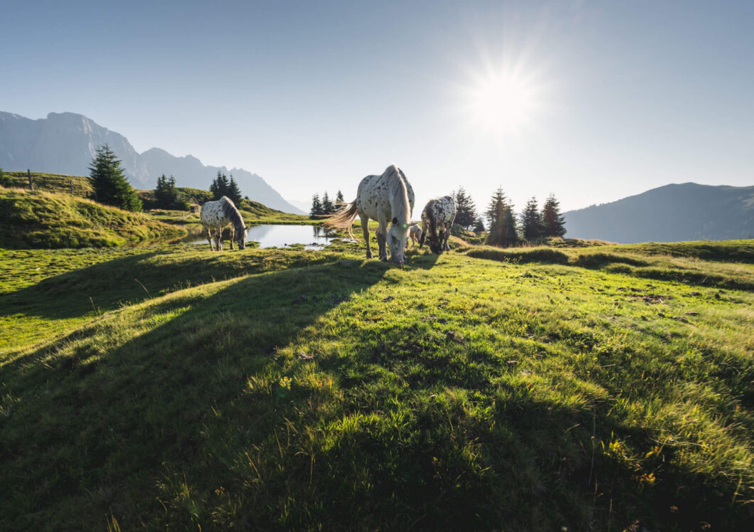 Pferde am grasen auf dem Berg